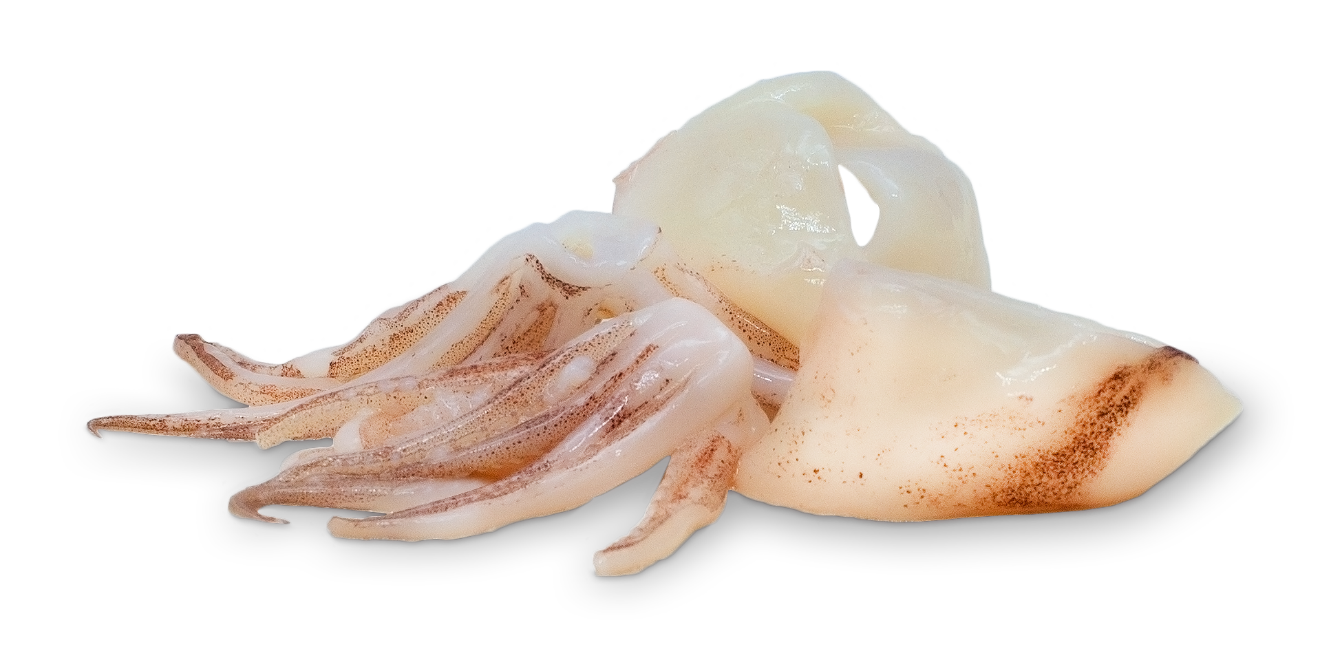 Anelli e ciuffi di calamro