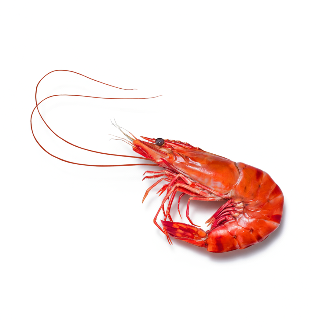 Gamberi Rossi di Mazara