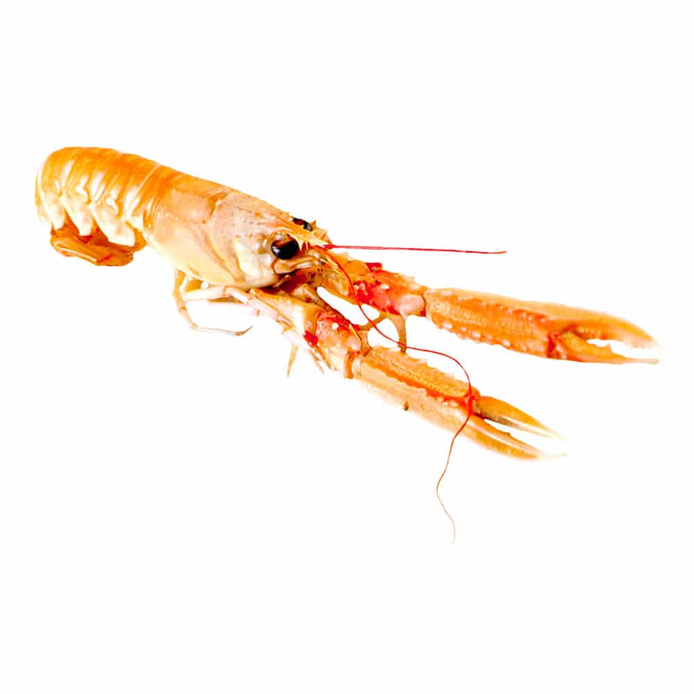 Scampi - 400g